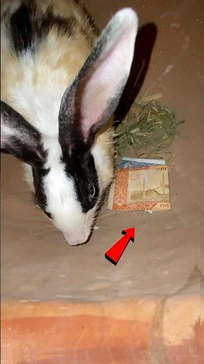 Aj sach ma lottery Nikal ai #shorts #rabbit