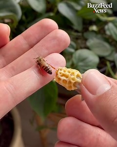 30K views · 185 reactions | This guy breeds queen honey bees in a chicken egg incubator. | APOP | Facebook