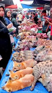 126K views · 314 reactions | Extreme Asian Market–Hyeas, Foxes & Raw Meat . . #animalmarket #animals #viral #asian #fyp #mma | Arnold Dogomo | Facebook