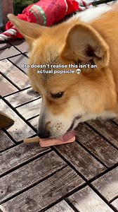 If not popsicle why popsicle shaped?? . . . #corgisarelove #corgisareawesome #corgiofinstagram #corgiofig #corgiofinsta #corgioftheday #corgi_ig #corgisftw #myfavcorgi #corgismile #corgi_smile #corgicommunity #corgicorner #corgiclub #corgidaily #dailycorgi #corgis_of_instagram #corgisofig #corgisofinstagram #corgisofinsta #corgifun | Toastie the Corgi