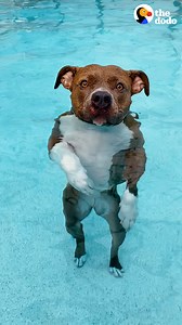 Pittie will NOT leave the pool | The Dodo