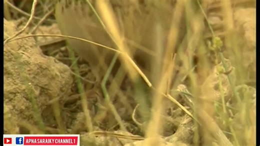 Female quail chkis #quail #Batair #reels #MarkZuckerberg #Apnasaraikychannl1 | APNA saraiky channel1