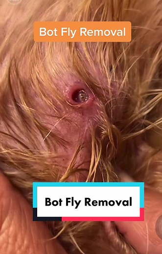 We discovered a Botfly on our 14 yr.old Yorkie.