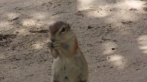 3.6K views · 119 reactions | Desert Ground Squirrel foraging in the African Bush Kingdom, Kgalakgadi Transfrontier Park  #AfricanBushKingdom | African Bush Kingdom | Facebook