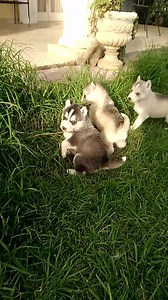 529 reactions · 104 shares | Chiots HUSKY à réserver  Dispo mercredi Mâles & Femelles  Noir, Blanc & Gris  Yeux bleus & vairons (3in b3in)  CADEAUX : T-shirt StarDogs Universe  Certificat de naissance & de soins (Arbre généalogique) 拾 photos : 1ère publication sur la page PRIX & détails avec chaque photo Possibilité de facilité par chèques Contact inbox  | StarPets Universe | Facebook