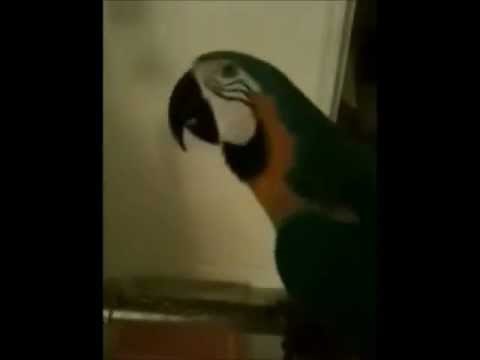 talking bird