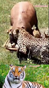 leopard attacks wildebeest #world #animals #wild #xuhuongtiktok #leopard #wildebeest | Matt Mooney 𓃲 𓃡