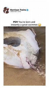 Witness the sweetest stingray birth in nature. | Harrison Twins