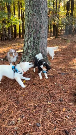 🐕🐕‍🦺Bring YOUR dog/s to try out all the new dog agility equipment and dog pool at 🌲Forest Dog Private Playground at Winterpast Farm in Wake Forest NC‼️ 🌲Forest Dog Private Playground in Wake Forest NC is OPEN DAILY for a fun 4 acre FULLY FENCED unleashed snifari for dogs. Text Farmer Mary at 919-244-1800 to schedule a visit with YOUR dog/s. 🌲Forest Dog Private Playground is located at 12936 Ghoston Road. Private parking lot. Private access to the property for ONLY you, your dogs and your g