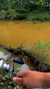 I Finally Caught A Frankenfish! | 1Rod1ReelFishing