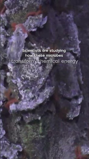 Purple microbial mats at a hydrothermal vent!