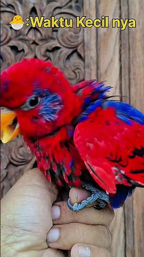 Blue Eared lory (Nuri Telinga Biru) #lory #parrot #birds