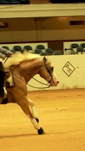 40K views · 710 reactions | Sliding into the weekend like Interested in reining? Check out the the rundown on nailing a sliding stop  https://bit.ly/46wPeaQ | Horse Illustrated | Facebook