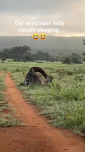 Sleeping Giraffe! 😴#wildlife #wildlifelovers | Haylee Mariam