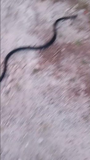A young Eastern black rat snake i encountered this evening#reptile #snake