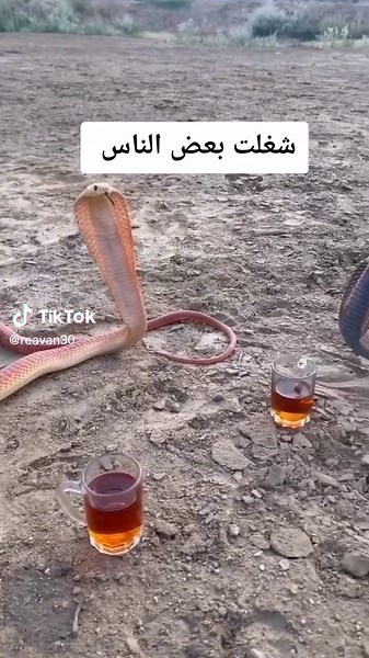 بنت زهران ❤️ على TikTok