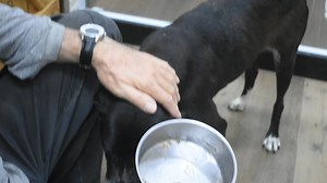 142 reactions · 22 shares | Our little girl Tara who had the hole in the roof of her mouth is eating again after three days with no food. The surgery blocking the hole must have helped.She is still girdling and chocking but much better. | Dogs in Brazil | Facebook