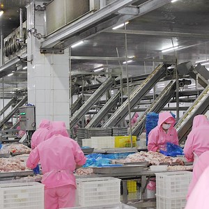 [Hot Item] Halal Processing Equipment Poultry Slaughter and Processing Line Automated Chicken Processing Line Automated Poultry Slaughter System