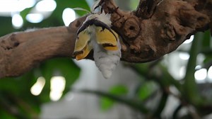 48 reactions · 11 shares | I thought it would be fun to share a real-time video of my newly emerged luna moth unfurling its wings. The film starts off with a 15 second time-lapse and jumps into the real-time 40 minute video. Enjoy | Butterfly Babe | Facebook