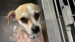 5/10/23 Rescued by Leashes of Love Rescue URGENT, Milks coming in !! PREGNANT! Need rescue intervention City of San Bernardino Animal Services. Don't allow scared mama to have her puppies in the shelter. It diminishes their chances of survival. If you're experienced with fostering mamas-to-be and future new litters, the shelter has a foster program, too #A554985 15 pounds (pregnant) about 3 years old Email: sbrescue@sbcity.org Call (909) 384-1304 | Save SBC Shelter Friends