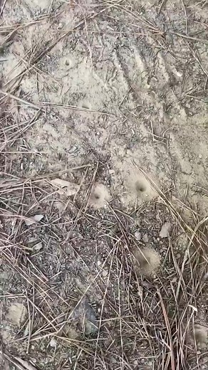 84K views · 316 reactions | What makes these holes? #blondeokie #holes #bugs #insects #oklahoma | Blonde Okie | Facebook