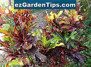 Sobre Croton Petra 🌱 Dicas Jardineiros - Pt.ezGardenTips.com