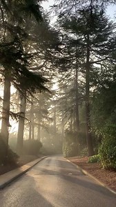 Our iconic driveway, looking especially grand this morning. #PennyhillPark | Pennyhill Park