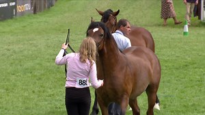 Cobiau Cymreig Ebol Dwyflwydd | Welsh Cobs Colt 2 year old | Y Sioe