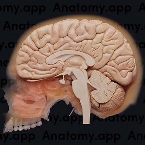 22K views · 159 reactions | The surface of the cerebrum is not smooth, and it appears very uneven, as it contains numerous folded bulges known as cerebral gyri and deep grooves called sulci. These folds increase the surface area of the cerebral cortex, thus increasing the amount of information that can be processed. Learn human anatomy fast at Anatomy.app!易 https://anatomy.app #anatomy #medschool #medstudent | Anatomy.app | Facebook