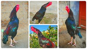 17K views · 517 reactions | #cheema_aseel Aseel Roosters Crowing Compilation Aseel Mugay Ki Azan About this Video: Rooster Crowing Aseel Rooster Crowing aseel crowing rooster sound aseel murga sound sevel sound #crowing #rooster #roostercrowing #cheemaaseel #aseellovers #aseelmurga #aseel #murga | Cheema Aseel | Facebook