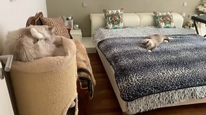 Cattery Royal Siberian on Reels