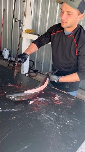 How to fillet a Coho Salmon #newyorksalmonseason #cohosalmonfillet #salmonfillet