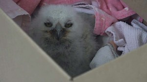 Ruth Melichar Bird Center hosted the baby bird shower and it featured a baby owl