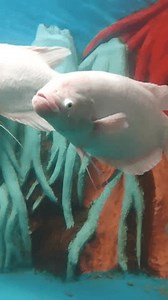 Gourami géant poissons nageant sous l'eau : vidéo de stock (100 % libre de droit) 3993022365 | Shutterstock