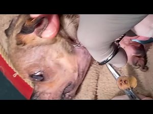 Bot fly removal - 2022 botfly removal compilation #1 || #botflyremoval #removal #botflyremovalvideo