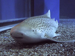 How That Female Zebra Shark Reproduced Without a Male Partner
