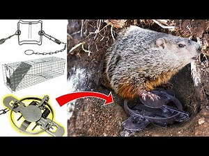 How to Trap a Groundhog