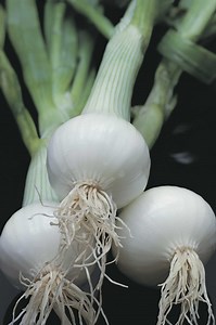 How to Grow Strawberries in Rain Gutters