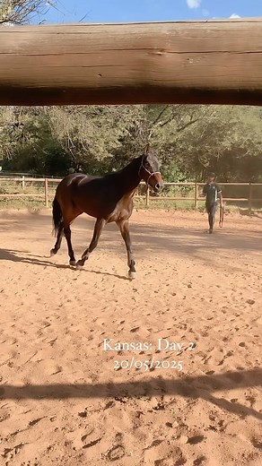 Every single horse that arrives here goes through all the steps. Starting at the very beginning. Just because it’s under saddle, doesn’t mean we can get on without checking everything over. Kansas is off to a good start. A little more disconnected than I would like to see, but she softened and engaged with a bit of patience and communication. #joinup #horsetraining #younghorsetraining #horsetrainer #younghorse #horselove #warmblood | De Rust Equestrian