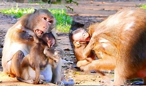 Really breakheart baby Draya cry loudly Daisy strong discipline to her till Nanda help | Monkey Mister