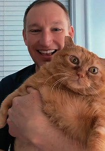 Fat Cats: Cute Halloween Cat Moments