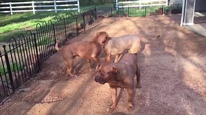 Red bears, doing red bear things...Big Daryl Dixon wrestling with equally as big Bernadette who's foot is slowly getting better. | Lone Star Dog Ranch & Dog Ranch Rescue