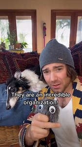 1.7K views · 116 reactions | Joy Chattman - NBRF - International rescue and super spy KGB operative  Esper the Borzoi #NBRF #borzoi #rescue | National Borzoi Rescue Foundation | Facebook