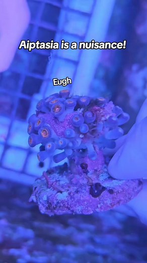 Aiptasia giving you a headache???  Try some berghia nudibranchs available on our website: absolutelyfishnaturals.com #annaaquarist #aquariums #aquarist #aquaculture #aquariumhobby #allmymoneygoestocoral #aquariumhobbyist #aquariumlife #aquarium #coralporn #coral #coralreef #reefaddict #reef #reeftank #reefaquarium #reefporn #nudibranch #localbusiness #localfishstore #local #newjersey #newyork #berghia #nudibranchs #aiptasia | Absolutely Fish | Facebook