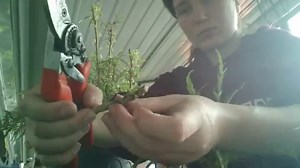 Aralia Plants: Growing And Care Of Polyscias [GUIDE]