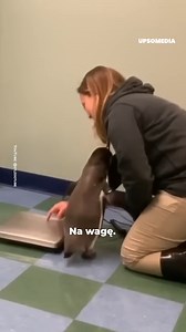 373K views · 10K reactions | Trái tim sắt đá nhất cũng phải tan chảy trước hình ảnh chim cánh cụt đi cân đáng yêu này. | Tích cực | Facebook