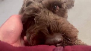🎥🐾Monday 4th March🐾🎥 | Goody 4 Paws Dog Daycare