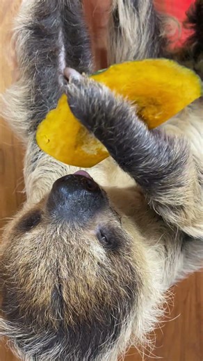 エサをしっかりと掴むのに時間がかかるナマケモノ♪#動物 #ナマケモノ #sloth