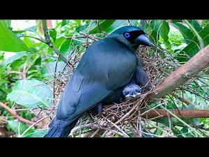 Bird Sounds Around Nest Made Mom Very Anxious – Asian Treepie Regurgitates Feed to Hungry Baby E163