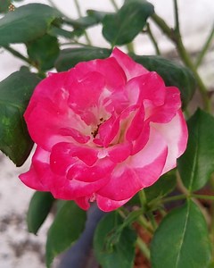 Double Colour Roses | Roses